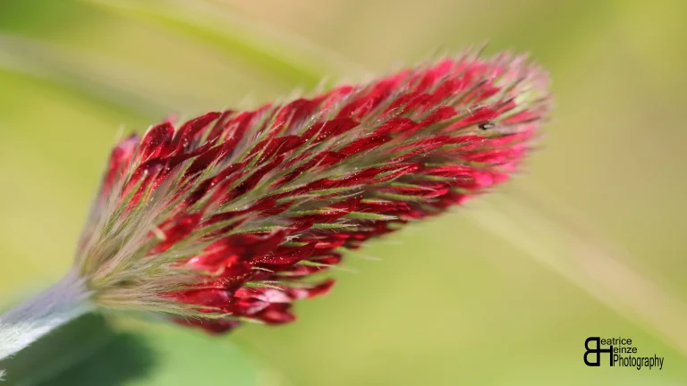 Picture 10: Macro shot (unedited) of crimson clover (Trifolium incarnatum) by Beatrice Heinze