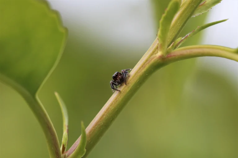 Picture 7: „Cuckoo! I'm cute! Don't you think so?!“_Macro photo (unedited) of a little jumping spider (Evarcha arcuata) by Beatrice Heinze