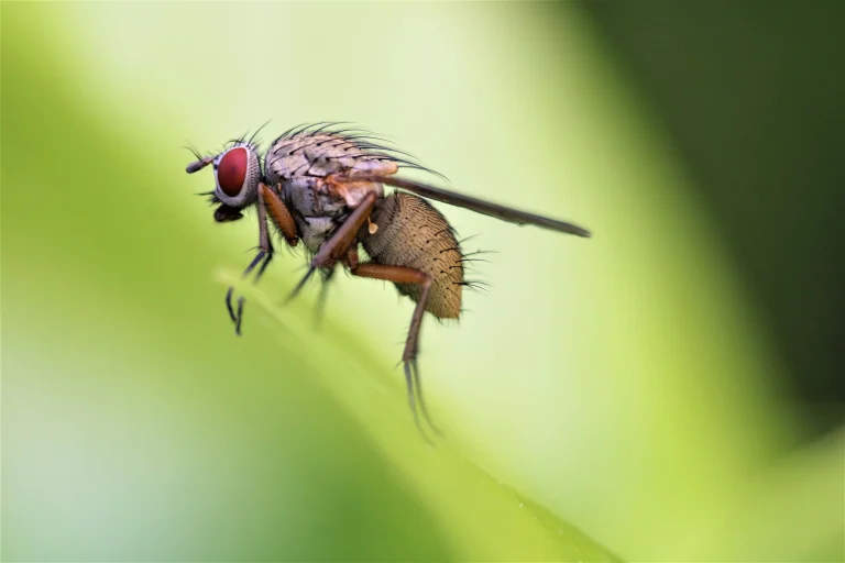 Picture 6: Macro photo (unedited) of a fly (Helina impuncta, family: Muscidae) taken with a polarizing filter mounted on a macro lens by Beatrice Heinze