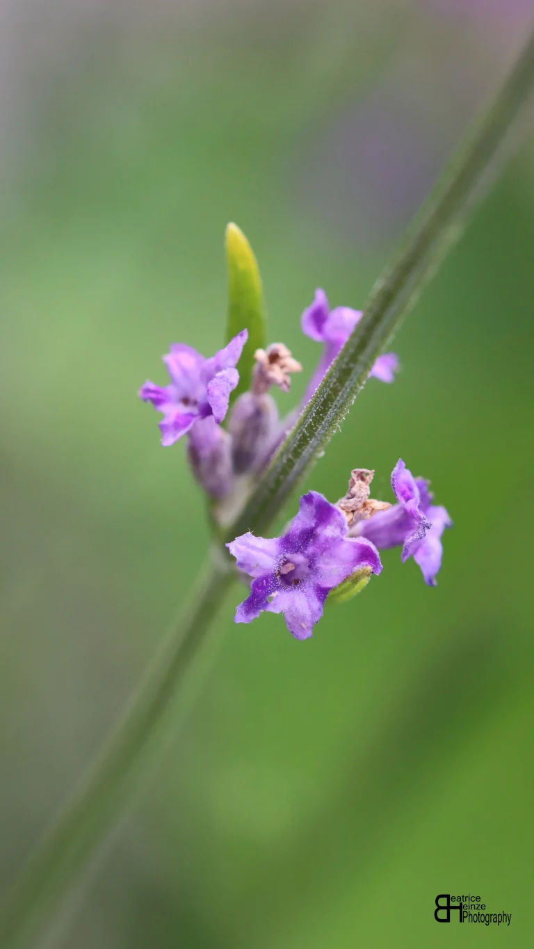 Picture 2: Macro photo (unedited) of lavender (Lavendula) by Beatrice Heinze