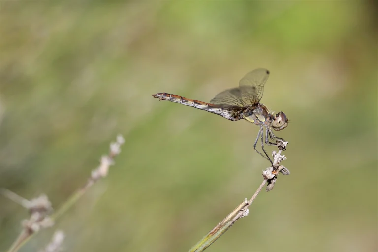 Picture 8: Macro photo (unedited) of a dragonfly (Sympetrum striolatum) by Beatrice Heinze